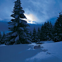 Peace on Earth